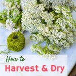 yarrow flowers