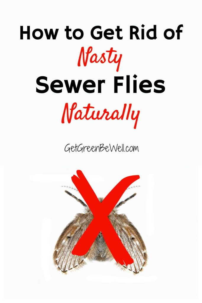 https://www.getgreenbewell.com/wp-content/uploads/2020/07/how-to-get-rid-of-sewer-flies-683x1024.jpg