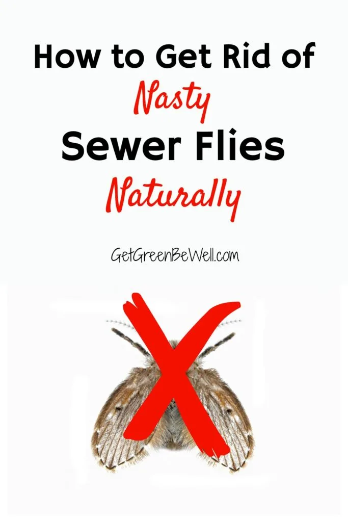 How to Get Rid of Drain Flies  Home Remedies for Drain Flies