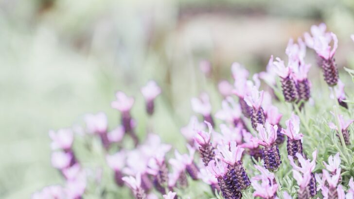 lavender plants in a field