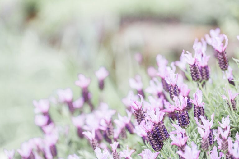 lavender plants in a field