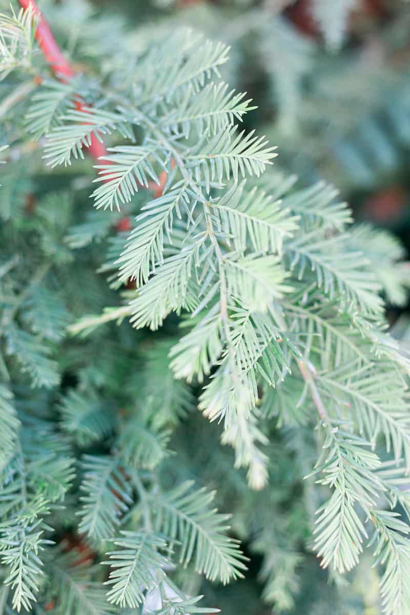 Is Your Christmas Tree Making You Sick? Get Green Be Well