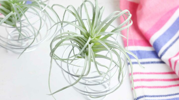 green air plant in a silver wire holder