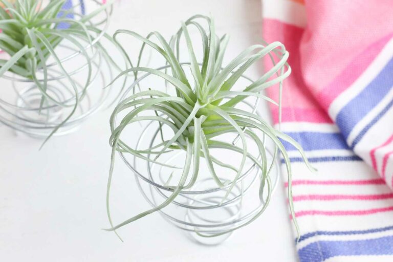 green air plant in a silver wire holder