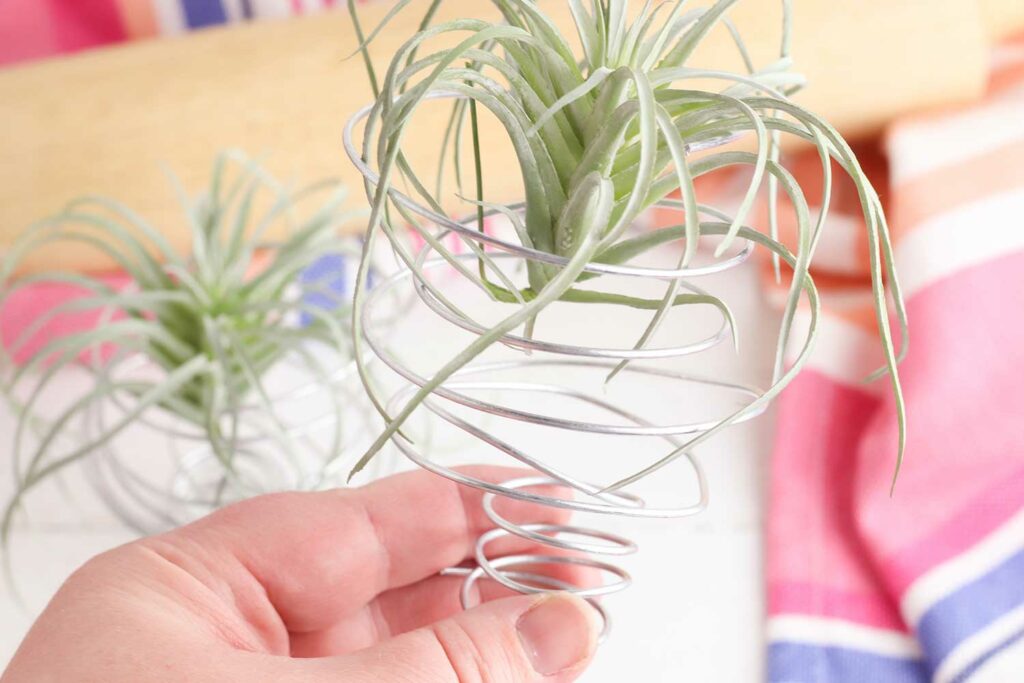 How To Make An Air Plant Holder Easy Diy Get Green Be Well - Homemade Air Plant Holder Diy