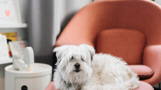 white shaggy dog laying on orange upholstered chair in modern room