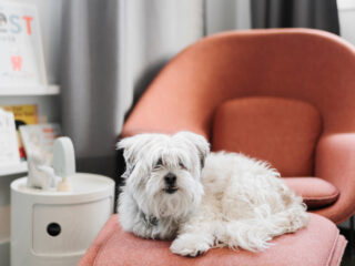 white shaggy dog laying on orange upholstered chair in modern room