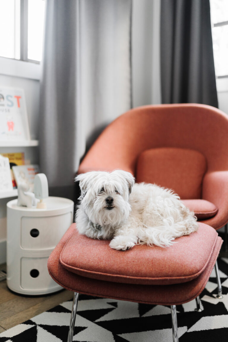 white shaggy dog laying on orange upholstered chair in modern room