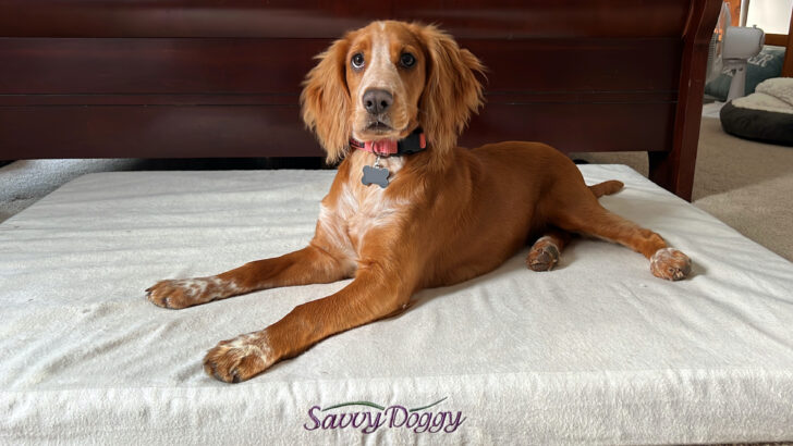 brown cocker spaniel dog laying on non toxic pet bed covered in organic cotton flannel