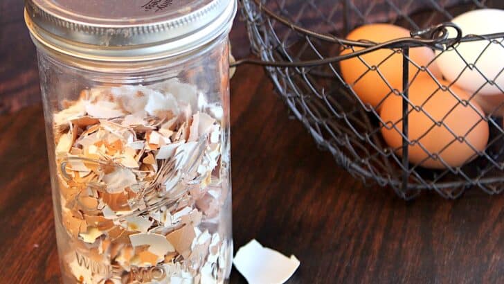 A glass mason jar with eggshells for the garden on a table next to a basket of eggs.