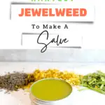 Why you want to harvest jewelweed to make a salve.