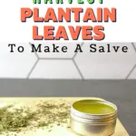 Why you want to harvest plantain leaves to make a salve.